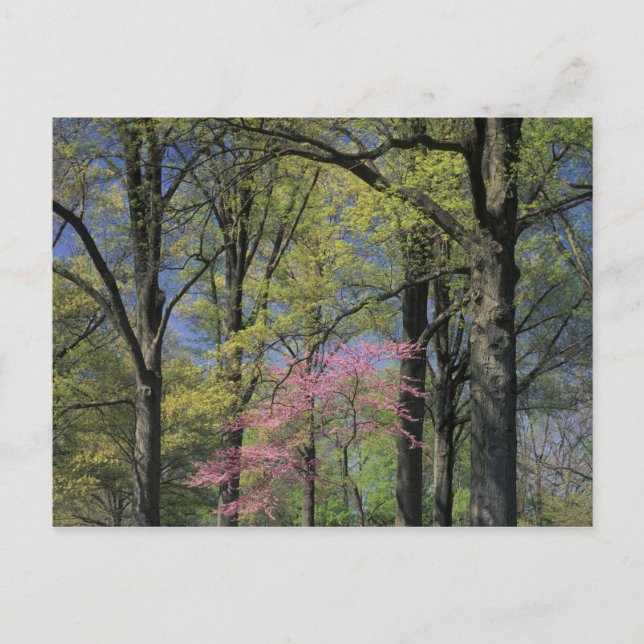 USA, Kentucky, Louisville. Eastern Redbud Postkarte (Vorderseite)