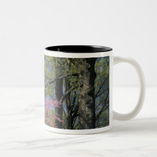 USA, Kentucky, Louisville. Östliche Redbud Zweifarbige Tasse