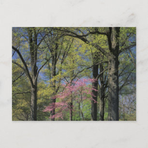 USA, Kentucky, Louisville. Östlicher Judasbaum Postkarte