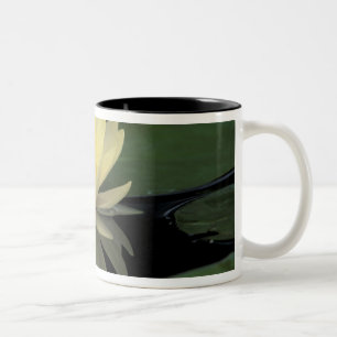 USA, Kentucky, Louisville Teichrose, Zweifarbige Tasse