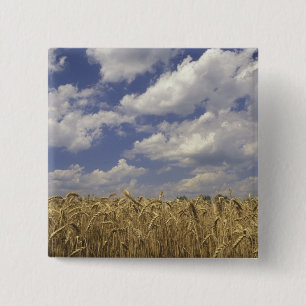 USA, Kentucky, Louisville. Weizen und Button