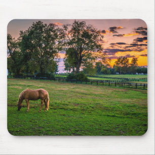 USA, Lexington, Kentucky. Einsames Pferd bei Sonne Mousepad