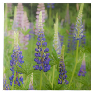 USA, Maine, Acadia National Park. Bereich Fliese