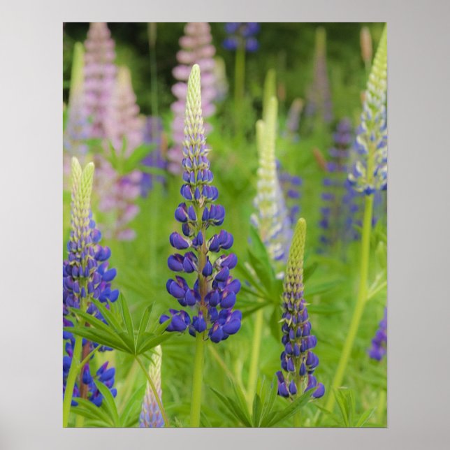 USA, Maine, Acadia National Park. Bereich Poster (Vorne)