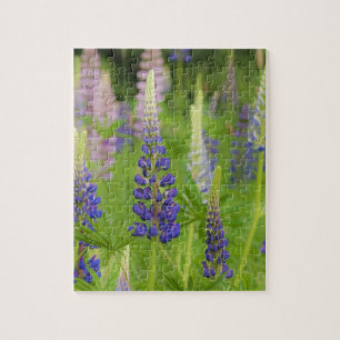 USA, Maine, Acadia National Park. Bereich Puzzle