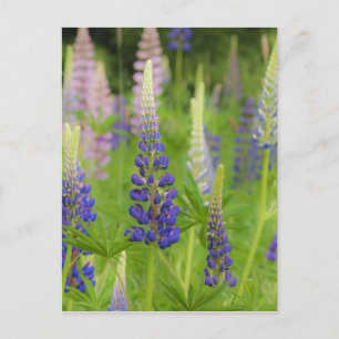 USA, Maine, Acadia National Park. Feld mit Postkarte