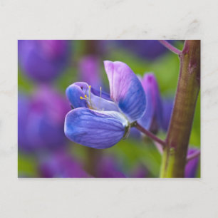 USA, Maine, Acadia National Park. Nahaufnahme von Postkarte