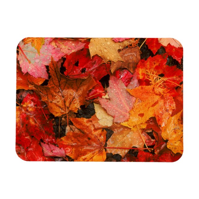 USA, Maine Blätter für Herbstmaple Magnet (Horizontal)