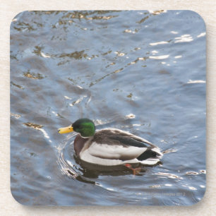 USA, Maine, Camden, Stockenten-Ente auf See Untersetzer