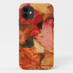 USA, Maine. Herbst-Ahornblätter Case-Mate iPhone Hülle