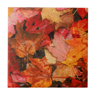 USA, Maine. Herbst-Ahornblätter Fliese