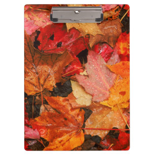 USA, Maine. Herbst-Ahornblätter Klemmbrett