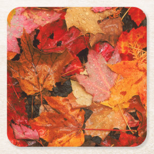 USA, Maine. Herbst-Ahornblätter Rechteckiger Pappuntersetzer