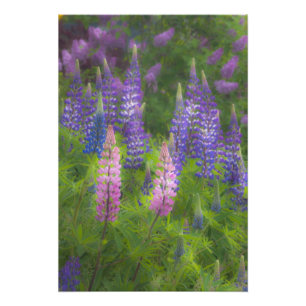 USA, Maine, Southwest Harbor. Blüten-Lupine Fotodruck