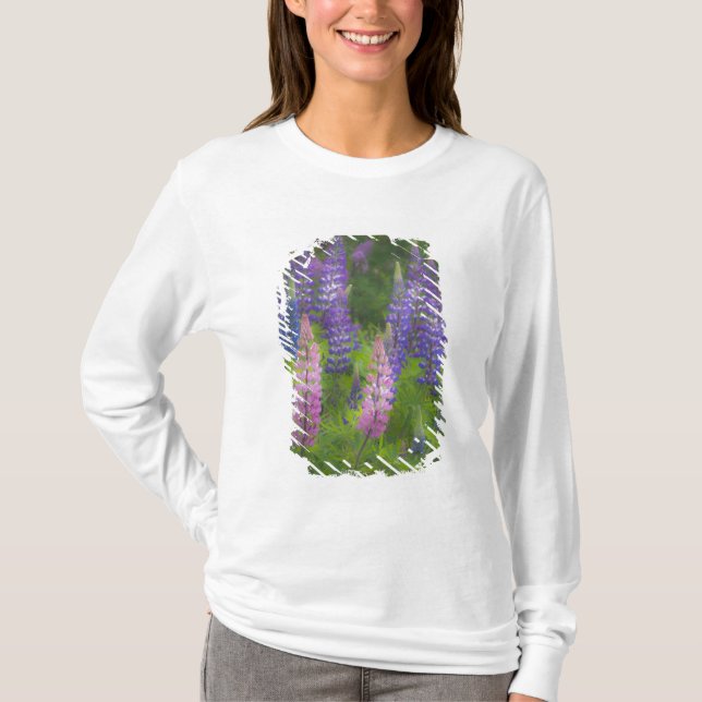 USA, Maine, Südwest Hafen. Blühende Lupine T-Shirt (Vorderseite)