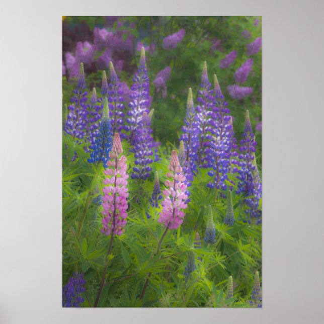 USA, Maine, Südwesthafen. Blühende Lupine Poster (Vorne)