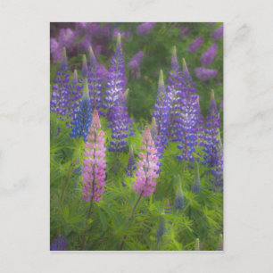 USA, Maine, Südwesthafen. Blühende Lupine Postkarte
