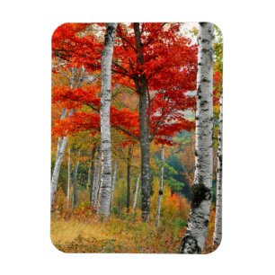 USA, Maine, Wyman Lake. Birkenwald Magnet