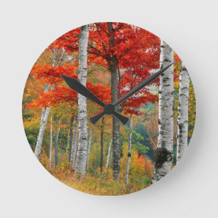 USA, Maine, Wyman Lake. Birkenwald Runde Wanduhr