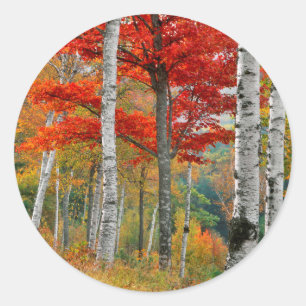 USA, Maine, Wyman Lake. Birkenwald Runder Aufkleber