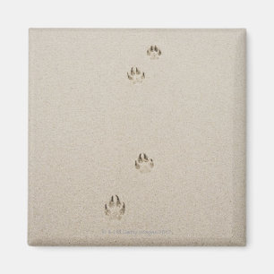 USA, Massachusetts, die Bahn des Hundes auf Sand Magnet