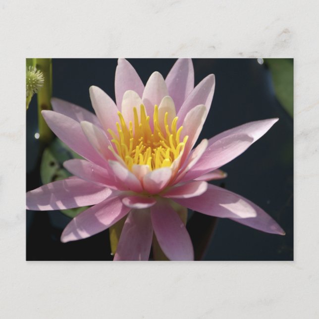 USA, Massachusetts, Great Barrington, Lilienpolste Postkarte (Vorderseite)