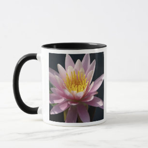 USA, Massachusetts, Great Barrington, Lilienpolste Tasse