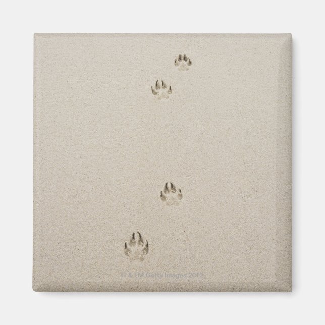 USA, Massachusetts, Hundebahn auf Sand Magnet (Vorne)