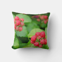 USA, Massachusetts, Nantucket. Himbeeren