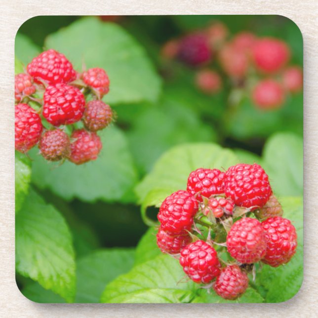 USA, Massachusetts, Nantucket. Himbeeren Untersetzer (Vorderseite)