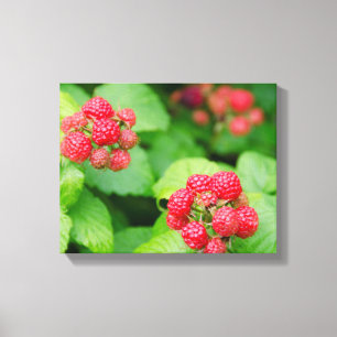 USA, Massachusetts, Nantucket. Reife Himbeeren Leinwanddruck