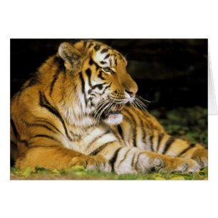 USA, Michigan, Detroit. Detroit Zoo, Tiger