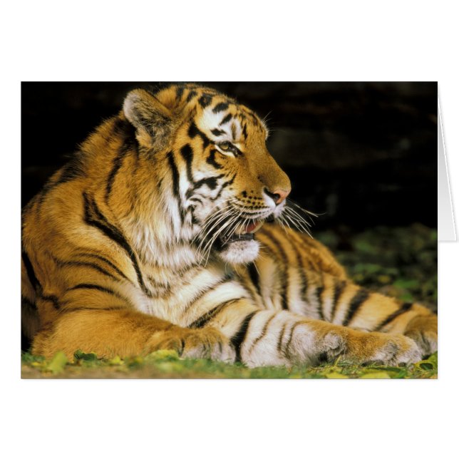 USA, Michigan, Detroit. Detroit Zoo, Tiger (Vorderseite (Horizontal))