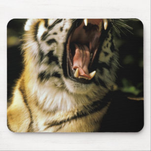 USA, Michigan, Detroit. Detroit Zoo, tiger 2 Mousepad