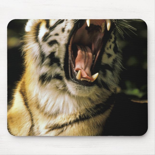 USA, Michigan, Detroit. Detroit Zoo, tiger 2 Mousepad (Vorne)