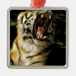 USA, Michigan, Detroit. Detroit-Zoo, Tiger 2 Silbernes Ornament