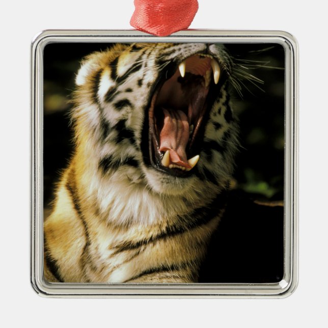 USA, Michigan, Detroit. Detroit Zoo, tiger 2 Silbernes Ornament