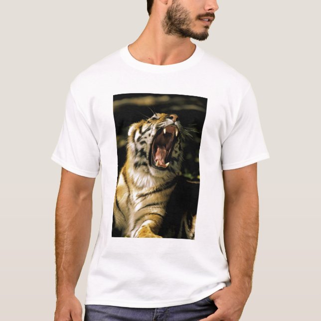 USA, Michigan, Detroit. Detroit Zoo, tiger 2 T-Shirt (Vorderseite)