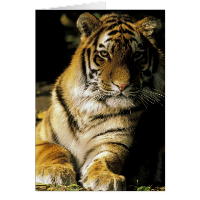 USA, Michigan, Detroit. Detroit Zoo, tiger 3 (Vorne)