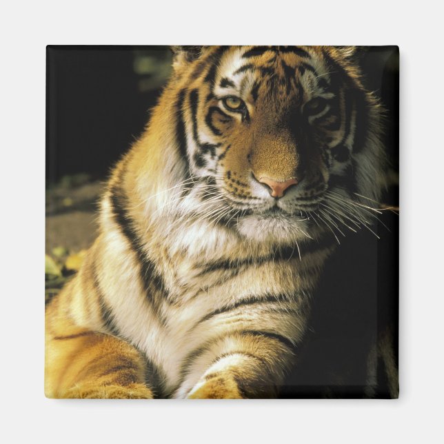 USA, Michigan, Detroit. Detroit Zoo, tiger 3 Magnet (Vorne)