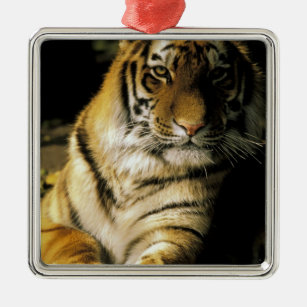 USA, Michigan, Detroit. Detroit-Zoo, Tiger 3 Ornament Aus Metall
