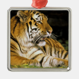 USA, Michigan, Detroit. Detroit-Zoo, Tiger an Ornament Aus Metall