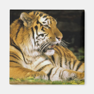 USA, Michigan, Detroit. Detroit Zoo, Tiger bei Magnet
