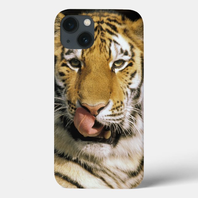 USA, Michigan, Detroit. Detroit Zoo, Tiger Case-Mate iPhone Hülle (Rückseite)