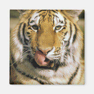 USA, Michigan, Detroit. Detroit Zoo, Tiger Magnet