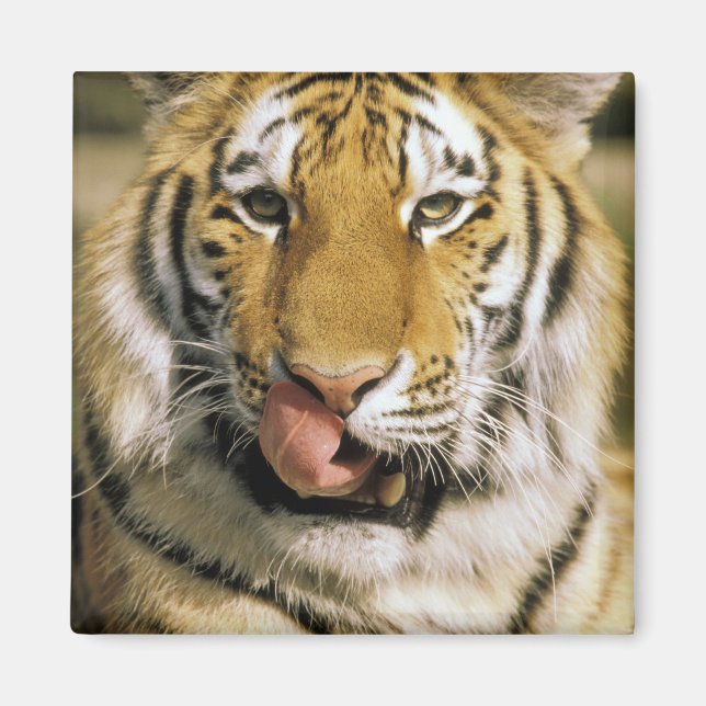 USA, Michigan, Detroit. Detroit Zoo, Tiger Magnet (Vorne)