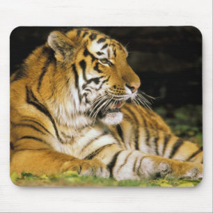 USA, Michigan, Detroit. Detroit Zoo, Tiger Mousepad