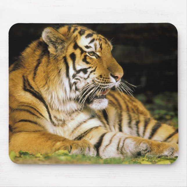 USA, Michigan, Detroit. Detroit Zoo, Tiger Mousepad (Vorne)