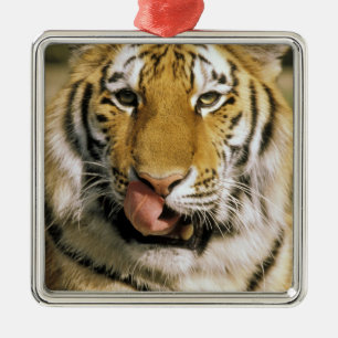 USA, Michigan, Detroit. Detroit Zoo, Tiger Silbernes Ornament