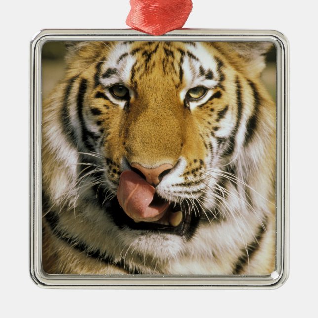 USA, Michigan, Detroit. Detroit Zoo, Tiger Silbernes Ornament (Vorne)